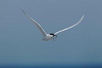 Brandseeschwalbe Flug m Fisch