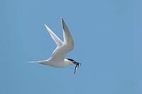 Brandseeschwalbe m Fisch flieg