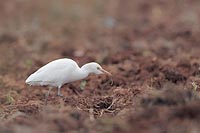 Kuhreiher mit Regenwurm