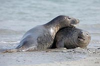 Kegelrobbe 2 Ex spielend