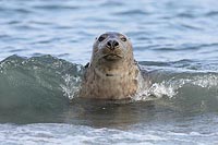 Kegelrobbe im Flachwasser