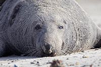 Kegelrobbe kapitaler Bulle