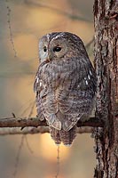 Waldkauz im Morgenlicht