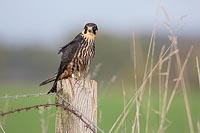 Baumfalke aufmerksam a Pfahl