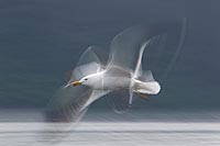 Heringsmoewe Flugwischer