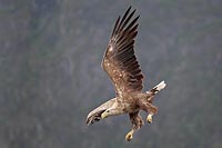 Seeadler fliegt vor Fjordwand