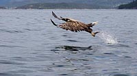 Seeadler Fluegel vorn Fisch