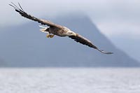 Seeadler i Anflug ueber Fjord