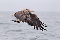 Seeadler mit Fisch auffliegend