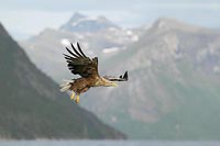 Seeadler mit Fjordlandschaft