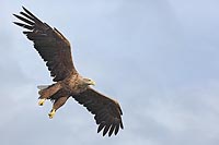 Seeadler v graublauem Himmel