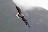 Seeadler vor Berg mit Wolken