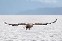 Seeadler im Anflug von vorn