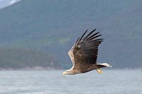 Seeadler im Flug ueb Wasser
