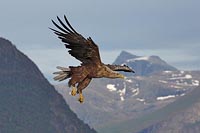 Seeadler vor Bergkulisse