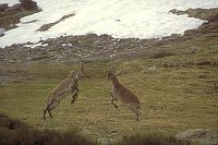 Steinboecke kaempfend