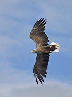 Seeadler vor bl Himmel HF
