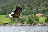Seeadler vor Vagstranda