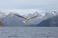 Mantelmoewe ue Fjord fiegend