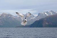 Mantelmoewe ue Fjord ruettelnd