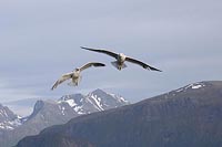 Silbermoewen 2 ueber Bergen