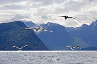 Silbermoewen im Gegenlicht