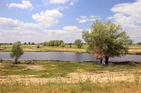 Elbarm Kopfbaeume bei Baelow