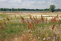 Elbe Deichvorland Ampfer