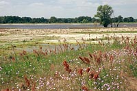 Elbe Deichvorland Wildblumen