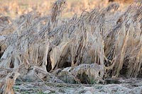 Fadenalgen getrocknet Hochwass