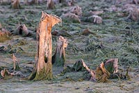 Pflanzenskulptur im Spotlight