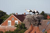 Stoerche auf Eltern wartend