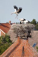 Storch junger auf Horst uebend