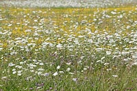 Wiese mit Wildblumen