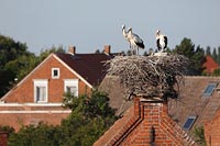 Stoerche junge a Nest stehend