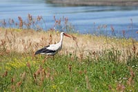 Storch am bunten Flussufer