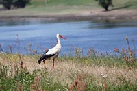 Storch am Havelufer