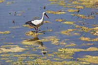 Storch im Schwemmland