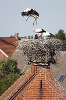 Storch junger hochspringend