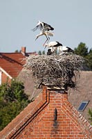 Storch junger im Nest uebend