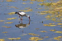 Storch Krebs fischend