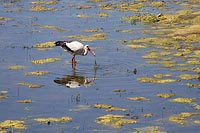 Storch Krebs im Schnabel