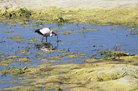 Storch mit gefangenem Krebs