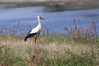 Storch vor Gewaesser