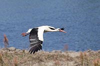 Storch vor Havel fliegend