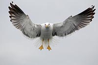 Heringsmoewe frontal ruettelnd