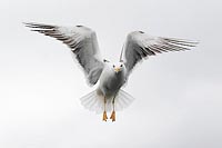 Heringsmoewe frontaler Ruettel