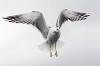 Heringsmoewe im Flug auf der