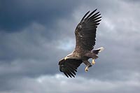 Seeadler bleigrauer Himmel