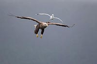 Seeadler m hassender Moewe